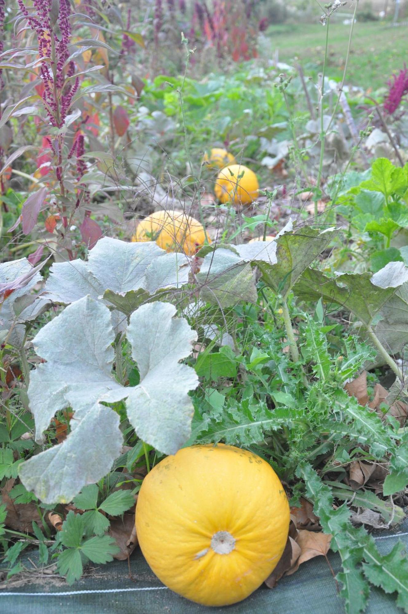 La Source, Vegetarian Guest House Chabeuil Buitenkant foto